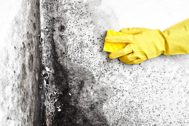 Best Local Mold Removal Service  in Redgranite, WI