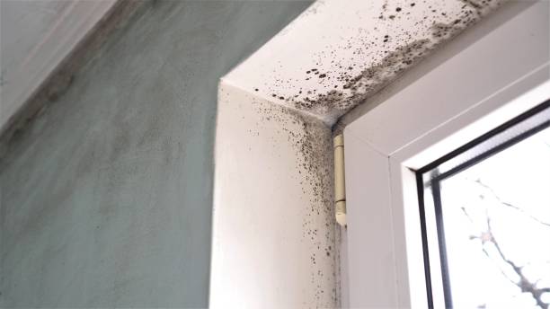 Best Mold Testing  in Redgranite, WI
