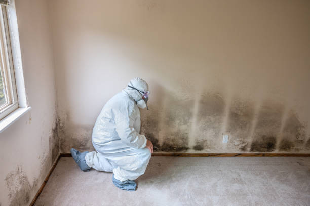 Best Commercial Mold Removal  in Redgranite, WI