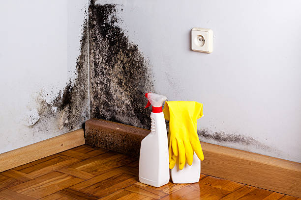 Best Affordable Mold Removal  in Redgranite, WI
